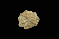 藏品(星笠螺)的圖片